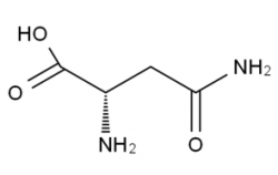 H-Asn-OH CAS No.: 70-47-3